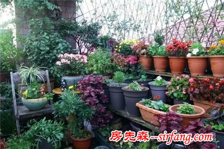 阳台种花：怕脏、怕蚊、怕漏水？