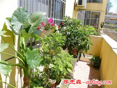 阳台种花：怕脏、怕蚊、怕漏水？