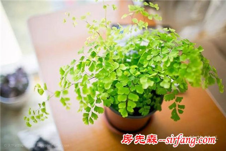 客厅里放盆吸烟植物，再也不怕二手烟