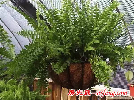 客厅里放盆吸烟植物，再也不怕二手烟