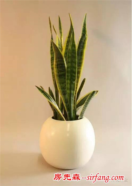 廁所總有異味？別擔(dān)心！10種植物讓空氣立馬清新！