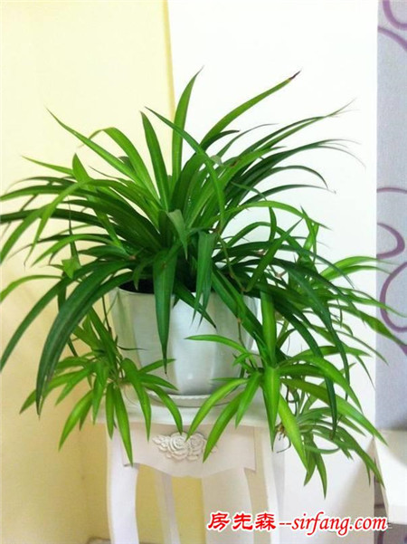 廁所總有異味？別擔(dān)心！10種植物讓空氣立馬清新！
