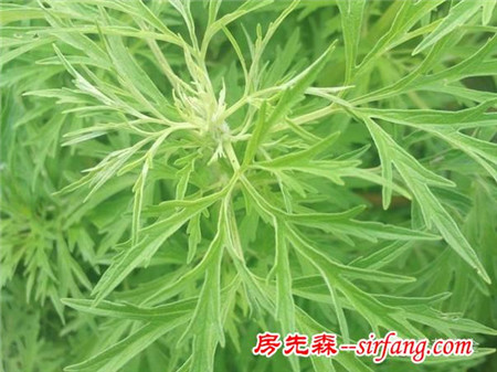 廁所總有異味？別擔(dān)心！10種植物讓空氣立馬清新！