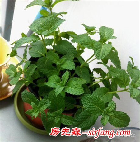 廁所總有異味？別擔(dān)心！10種植物讓空氣立馬清新！