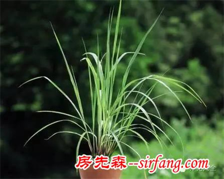 廁所總有異味？別擔(dān)心！10種植物讓空氣立馬清新！