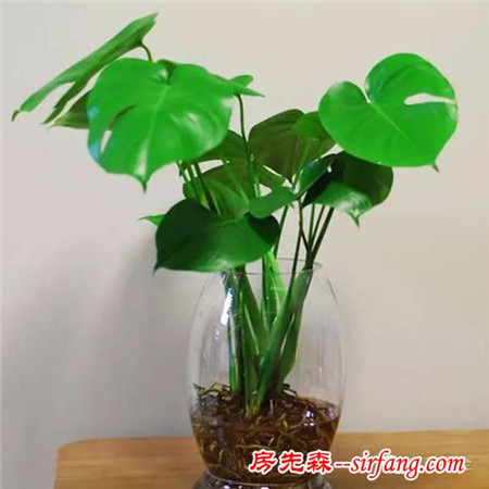 廁所總有異味？別擔(dān)心！10種植物讓空氣立馬清新！