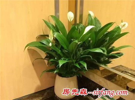 廁所總有異味？別擔(dān)心！10種植物讓空氣立馬清新！