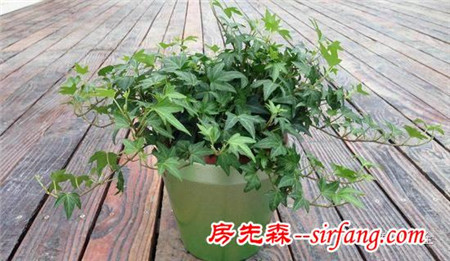 廁所總有異味？別擔(dān)心！10種植物讓空氣立馬清新！