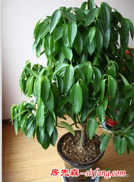 廁所總有異味？別擔(dān)心！10種植物讓空氣立馬清新！