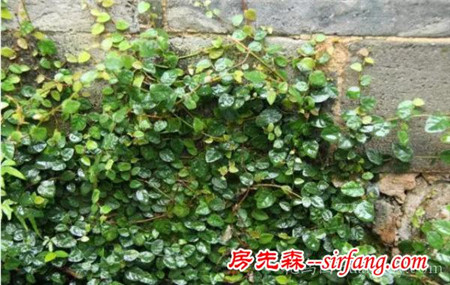 18种南方常见藤本植物