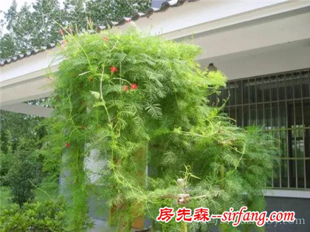 18种南方常见藤本植物