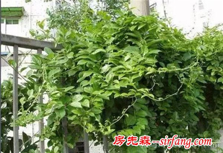 18种南方常见藤本植物