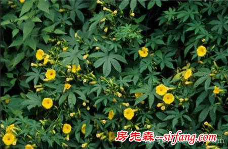 18种南方常见藤本植物