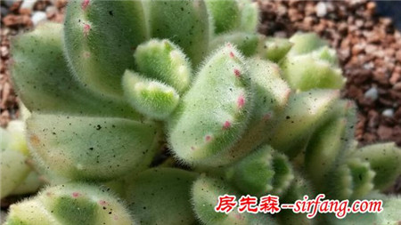 家里养什么植物最能提升幸福感和品位？