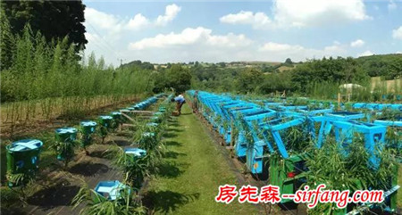 十年时间，他在地里种出四百把椅子，一把卖几万元