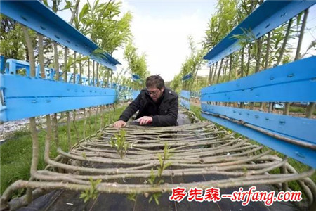 十年时间，他在地里种出四百把椅子，一把卖几万元