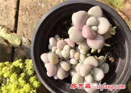 退休老爸養(yǎng)的多肉，完勝大棚和各種玩家，秘訣我也是醉了~