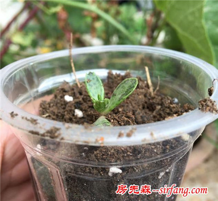 在家里种菜，一次性杯子也可以种菜，简单又环保！