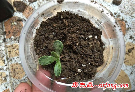 在家里种菜，一次性杯子也可以种菜，简单又环保！