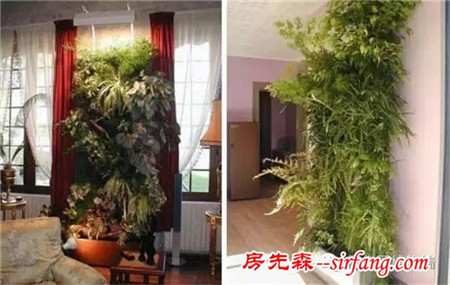 植物墙不只工装出色，家庭园艺中更是地位非常！