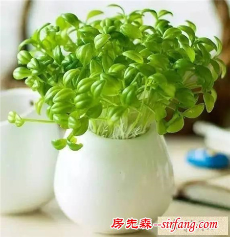 手工DIY | 教你不花一分钱做盆栽！