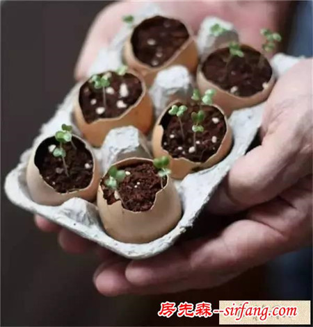 手工DIY | 教你不花一分钱做盆栽！