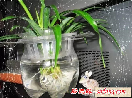 手工DIY | 教你不花一分钱做盆栽！