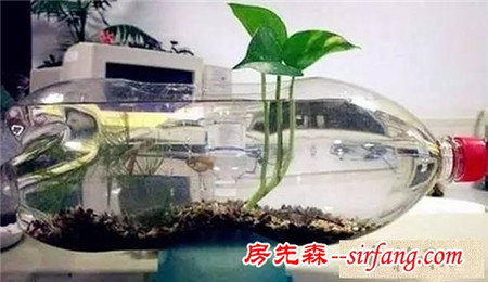 手工DIY | 教你不花一分钱做盆栽！