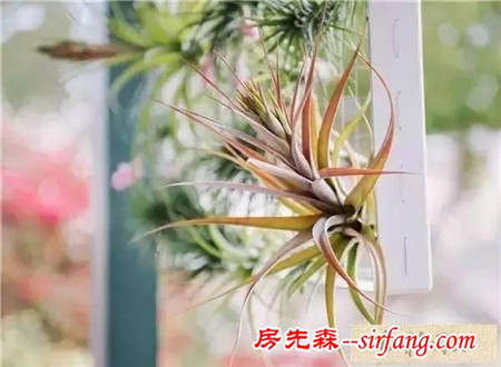 手工DIY | 教你不花一分钱做盆栽！