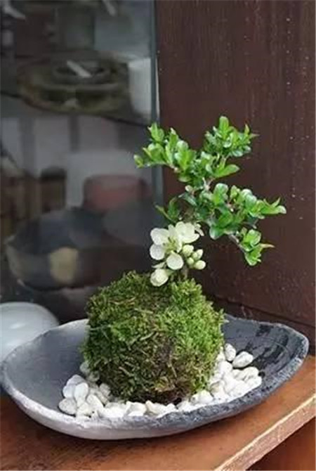 苔藓，家居中的新绿色！