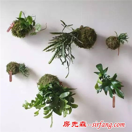 苔藓，家居中的新绿色！