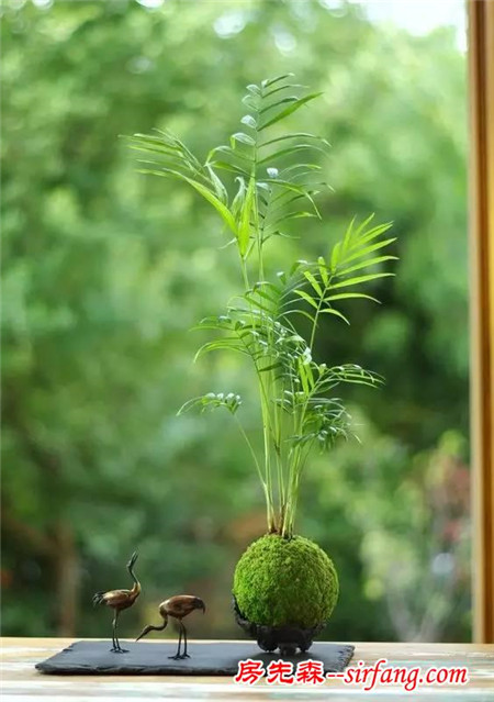 苔藓，家居中的新绿色！