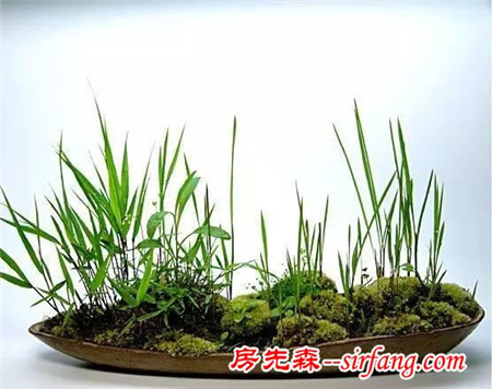 苔藓，家居中的新绿色！