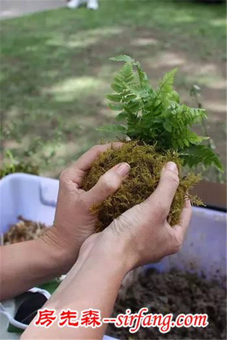 苔藓，家居中的新绿色！