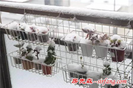 寒潮来袭，多肉植物如何防冻？