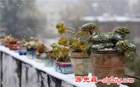 寒潮来袭，多肉植物如何防冻？