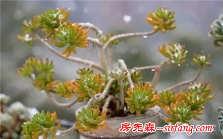 寒潮来袭，多肉植物如何防冻？