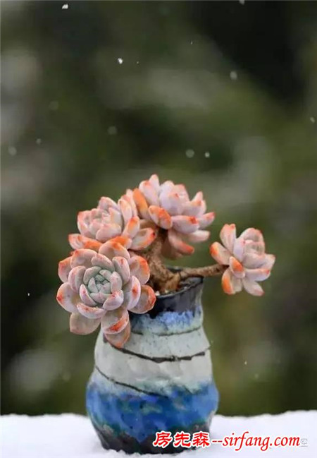 寒潮来袭，多肉植物如何防冻？