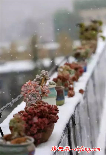 寒潮来袭，多肉植物如何防冻？