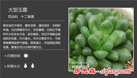 你們認(rèn)為最好看的多肉是什么？