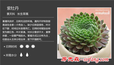 你們認(rèn)為最好看的多肉是什么？