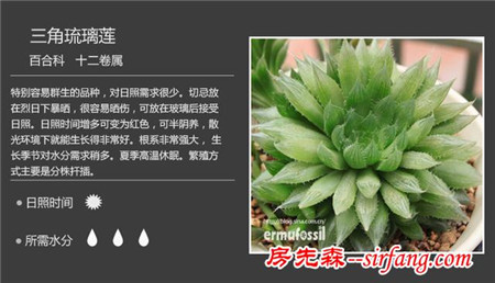 你們認(rèn)為最好看的多肉是什么？