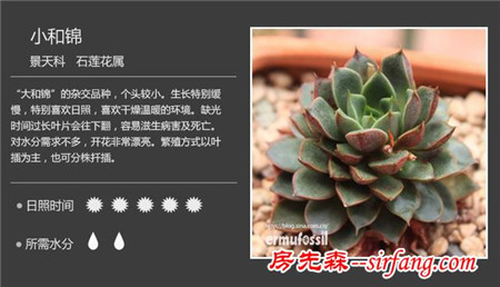 你們認(rèn)為最好看的多肉是什么？