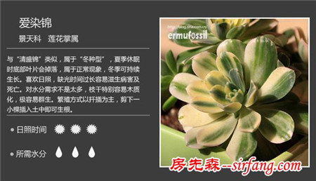 你們認(rèn)為最好看的多肉是什么？