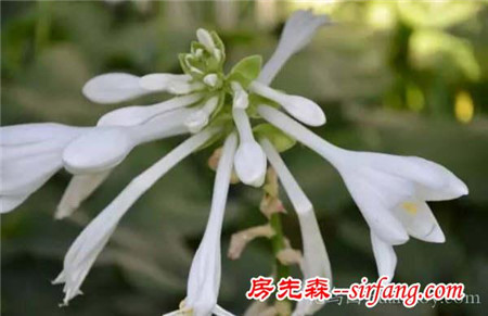 “镶边”植物之美