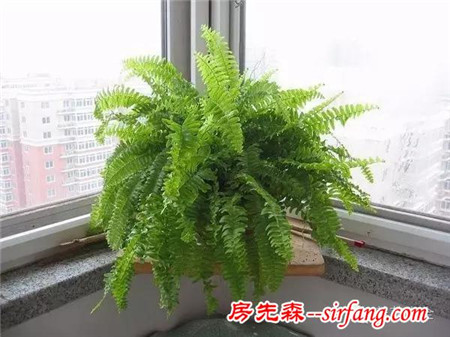 卧室里放什么植物能净化空气？