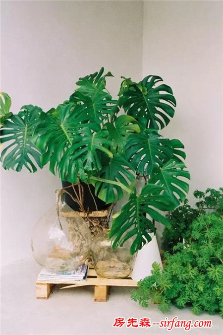 多種絕配的居家綠植擺放指南