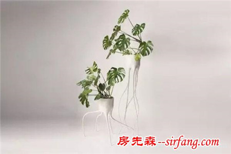 多種絕配的居家綠植擺放指南