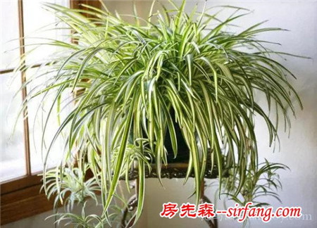 多種絕配的居家綠植擺放指南