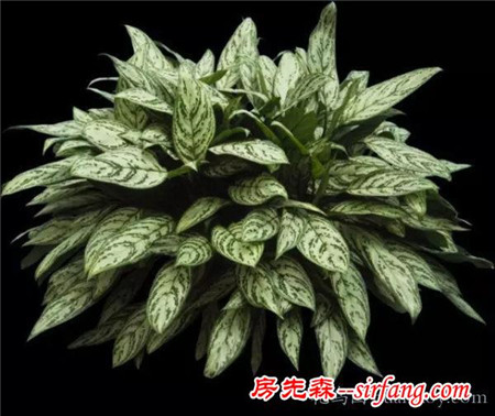 多種絕配的居家綠植擺放指南